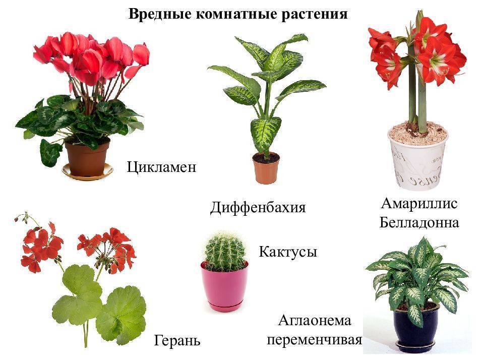 Горшечные растения название и фото