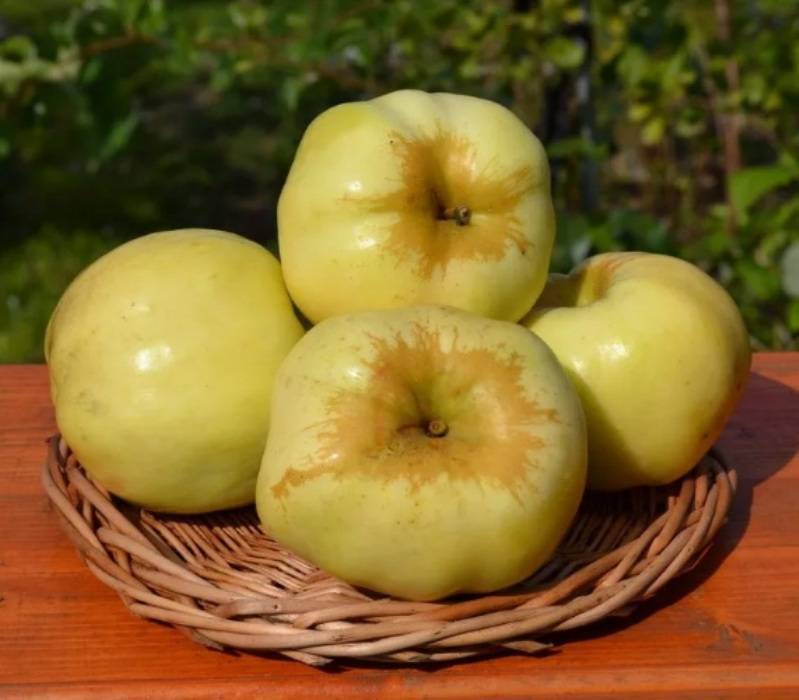 Описание сорта яблони антоновка, характеристики и разновидности, выращивание и уход