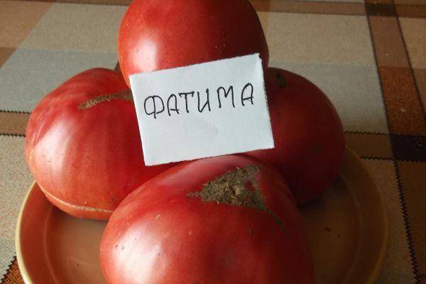 Томат фатима: характеристика и описание сорта, фото плодов и кустов, а также особенности выращивания помидоров в открытом грунте и теплице