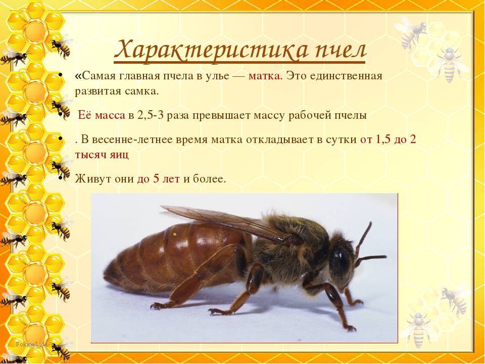 Какие бывают пчелы картинки