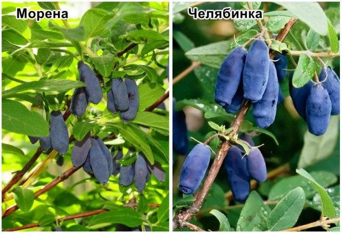 Как правильно выращивать жимолость: выбор места, схема посадки и уход, размножение для новичков, фото