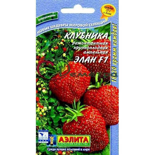 Сорт клубники элан (f1): фото, отзывы, описание, характеристики.