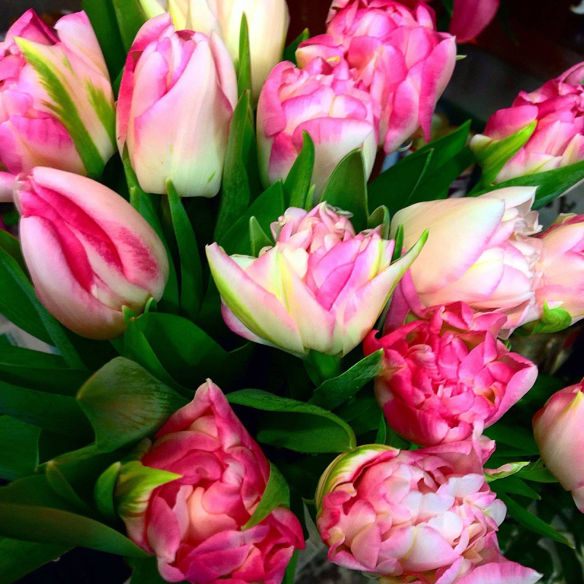 Фото тюльпанов красивые реальные. Тюльпан эмейзинг Грейс. Пионовидный тюльпан Голландия. Тюльпан Вог.