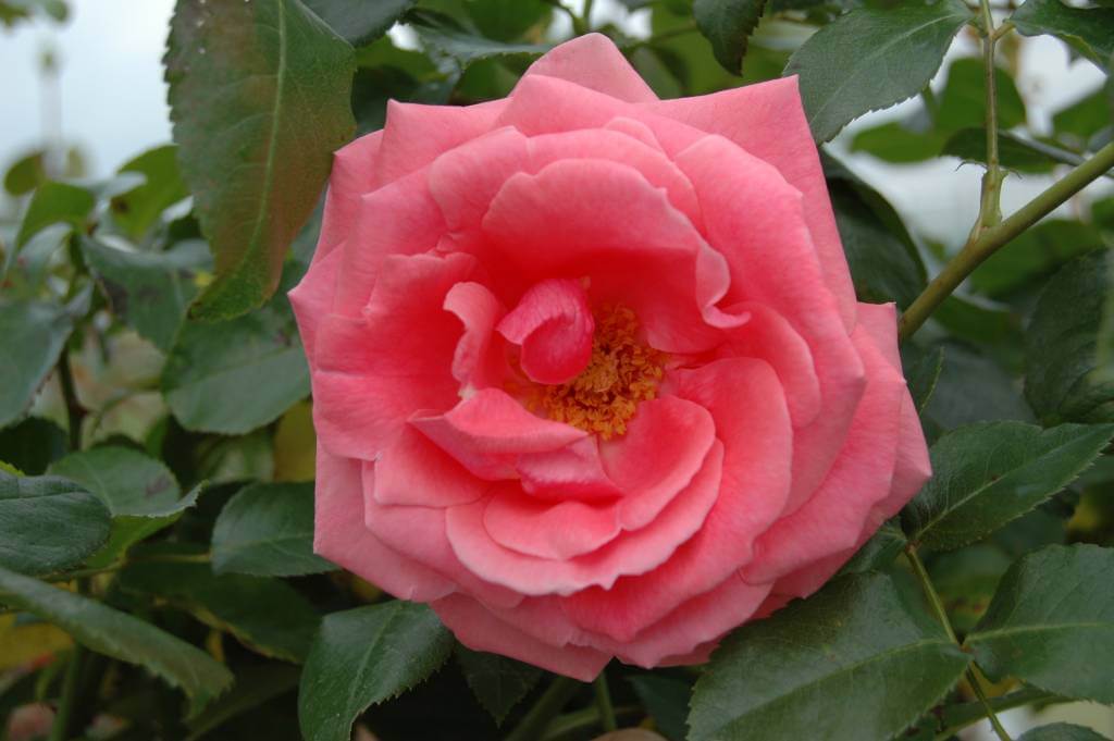 Особенности плетистой розы сорта лавиния: характеристики, как выращивать культуру