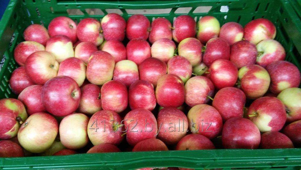 Описание сорта яблони кортланд: фото яблок, важные характеристики, урожайность с дерева