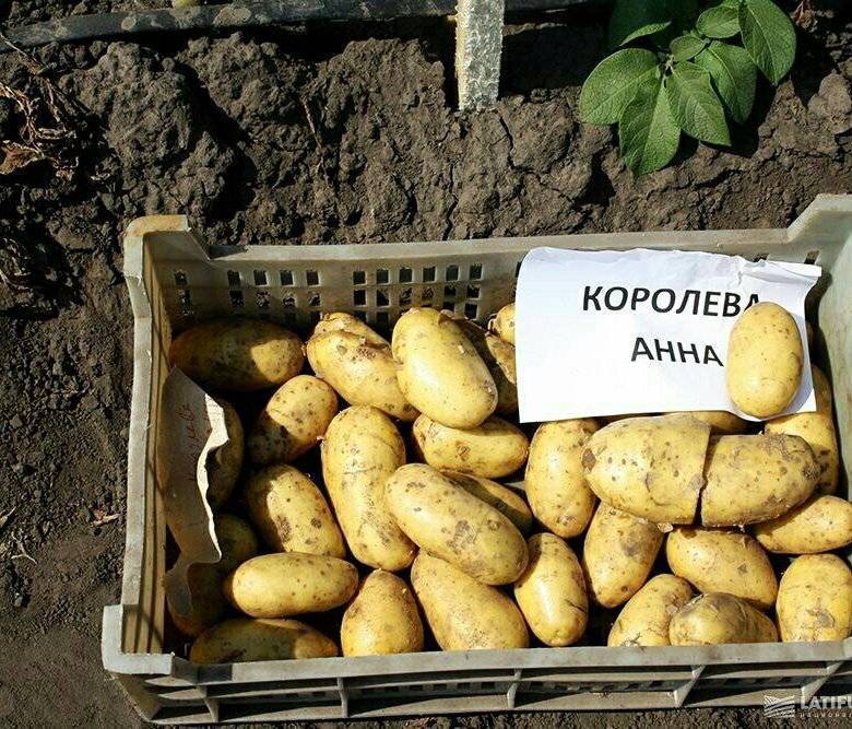 ᐉ картофель "гурман": описание сорта, подробные характеристики и фото - orensad198.ru