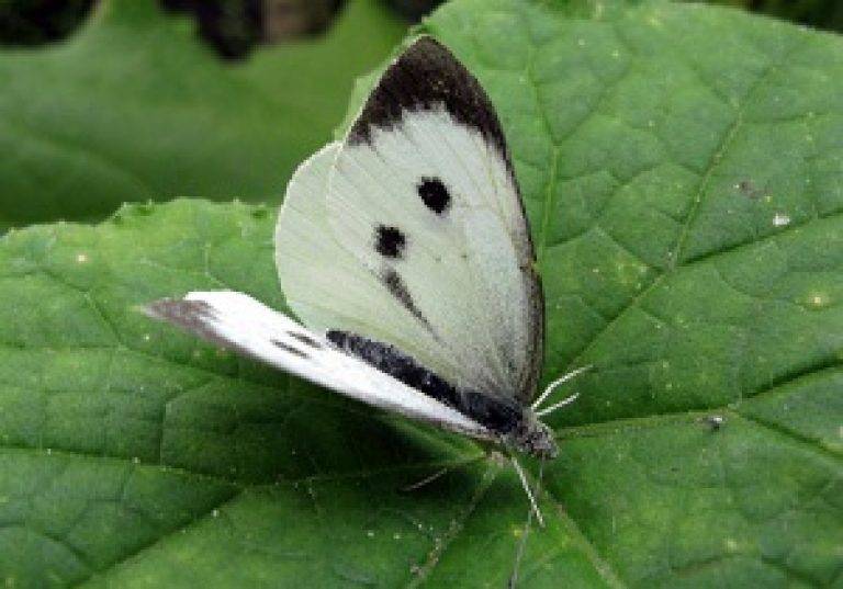 Капустная белянка или бабочка капустница: фото, как распознать вредителя и как с ним бороться