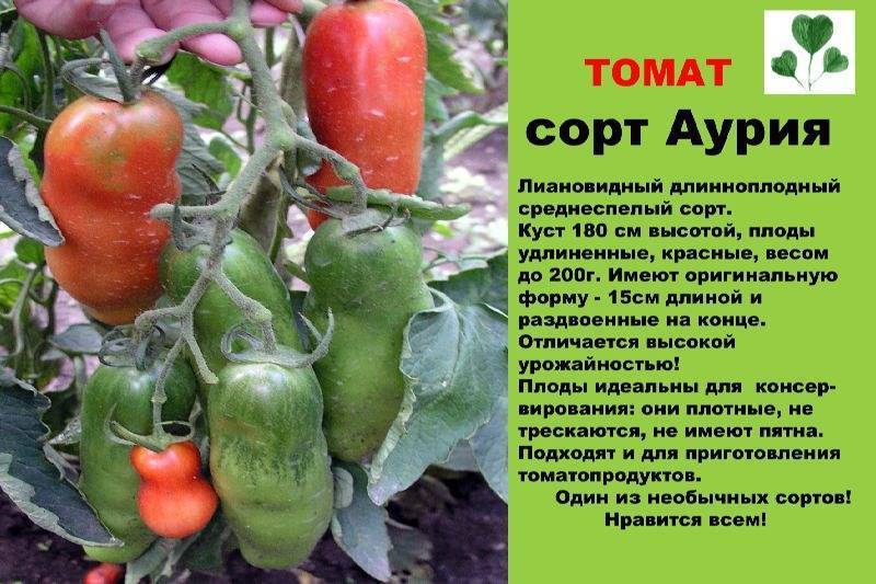 Послеобеденный восторг томат характеристика и описание сорта фото