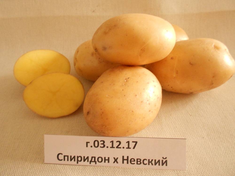 Картофель яна (янка): описание сорта, фото, отзывы