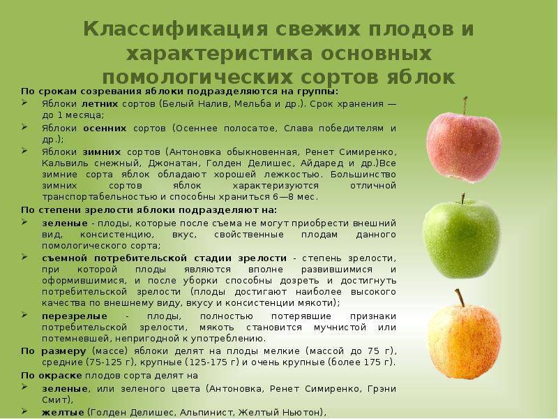 ✅ хорошие и вкусные зимние сорта яблок - сад62.рф