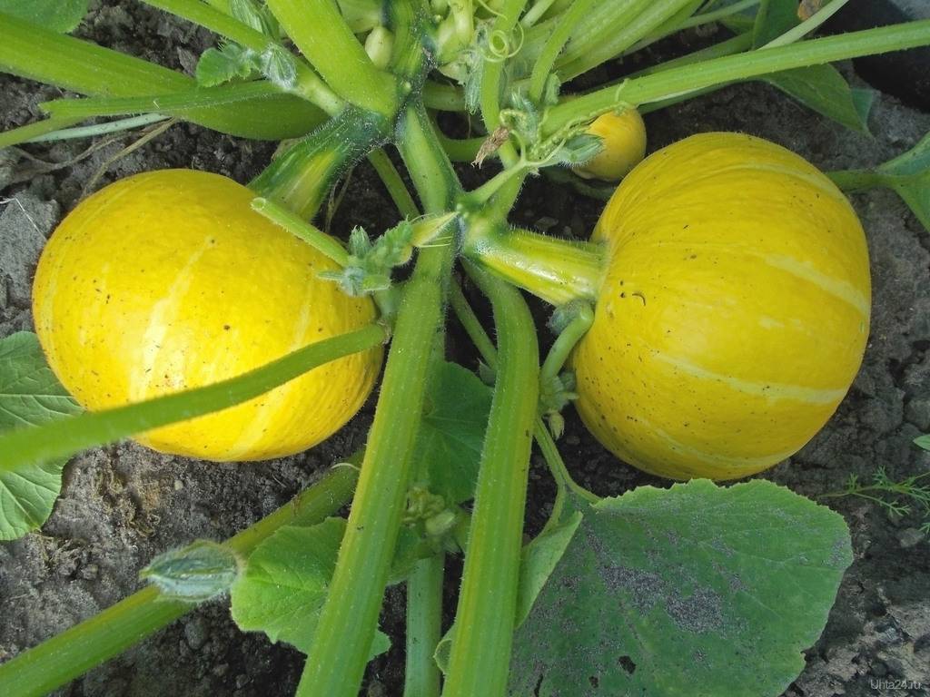 Тыква улыбка: описание скороспелого крупноплодного гибридного сорта, нюансы выращивания и отзывы садоводов