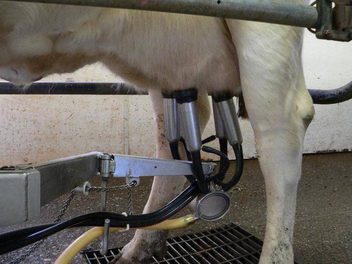 Доильный аппарат для коров: описание, устройство