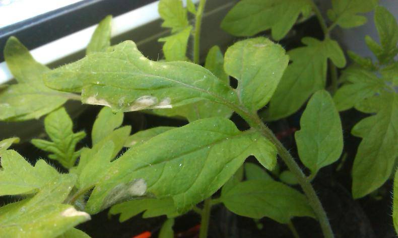 Белеют листья у рассады помидоров — что делать и почему они появляются