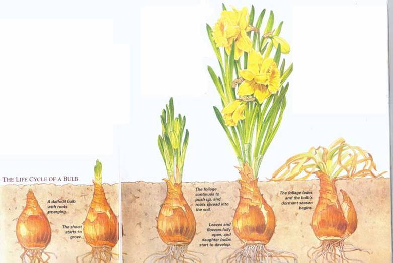 Как размножаются тюльпаны: луковицами, черенками, семенами, детками