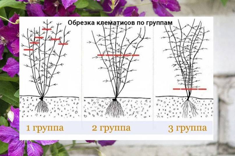 Клематис кустовой: описание, фото, посадка и уход