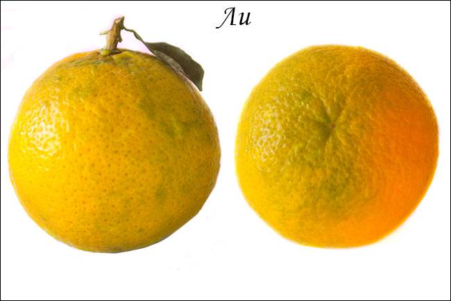 Клементины и мандарины: отличие. в чем разница и сходства?