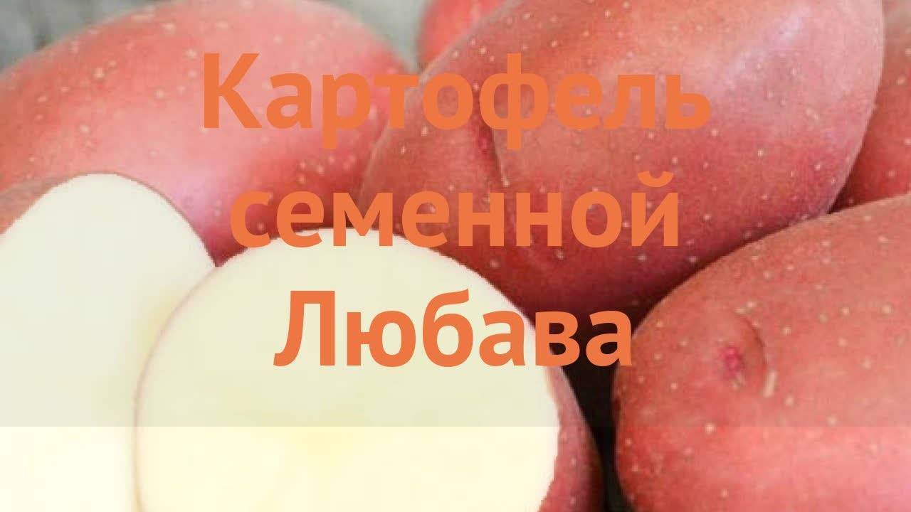Незаменимый фаворит для сибирских огородников — картофель сорта любава: описание и отзывы