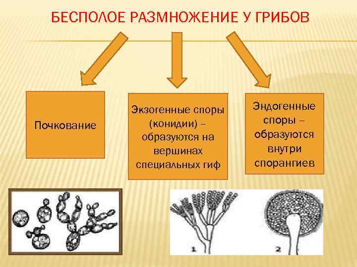 Размножение спорами относится к. Схемы размножения грибов почкование. Неполовое размножение грибов.