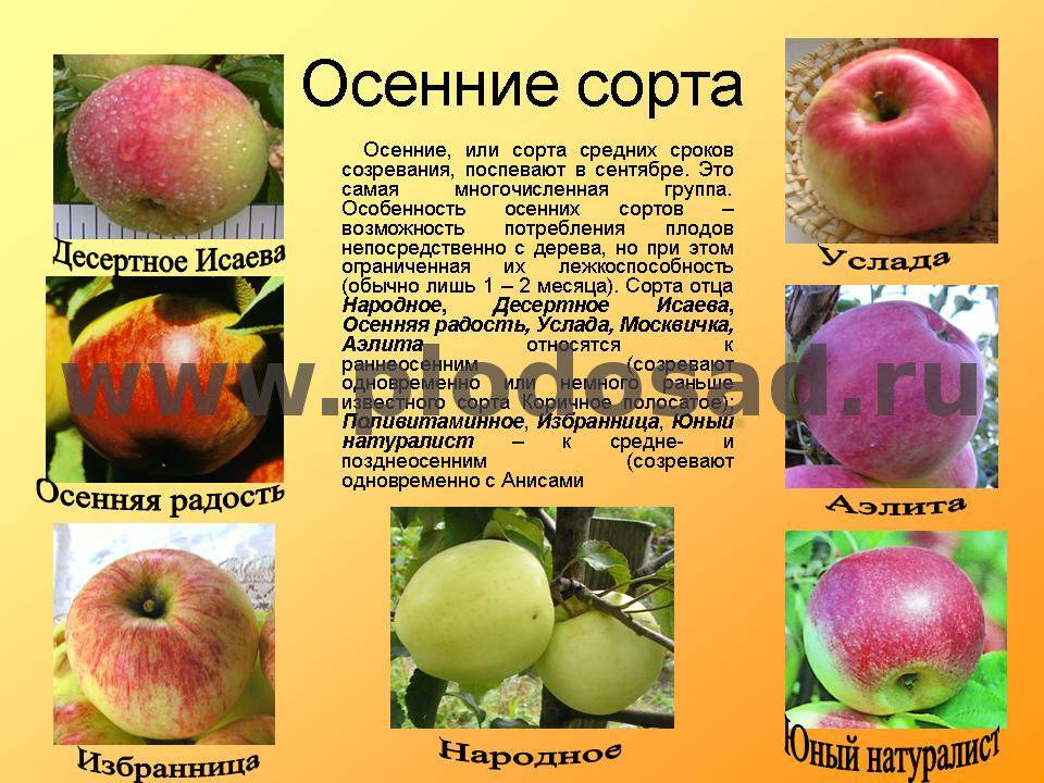 Яблоня услада: описание, фото, отзывы