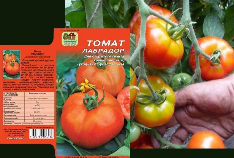 Томат лабрадор: характеристика и описание сорта, фото, отзывы, урожайность