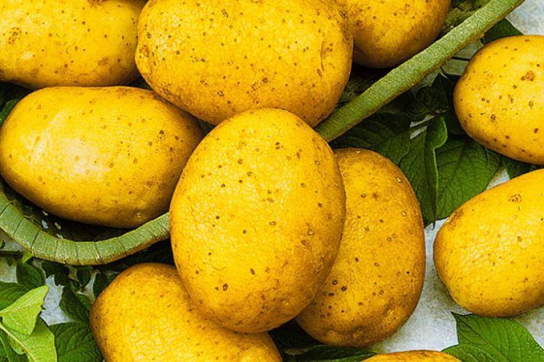 Картофель «ирбитский»: описание и особенности выращивания сорта