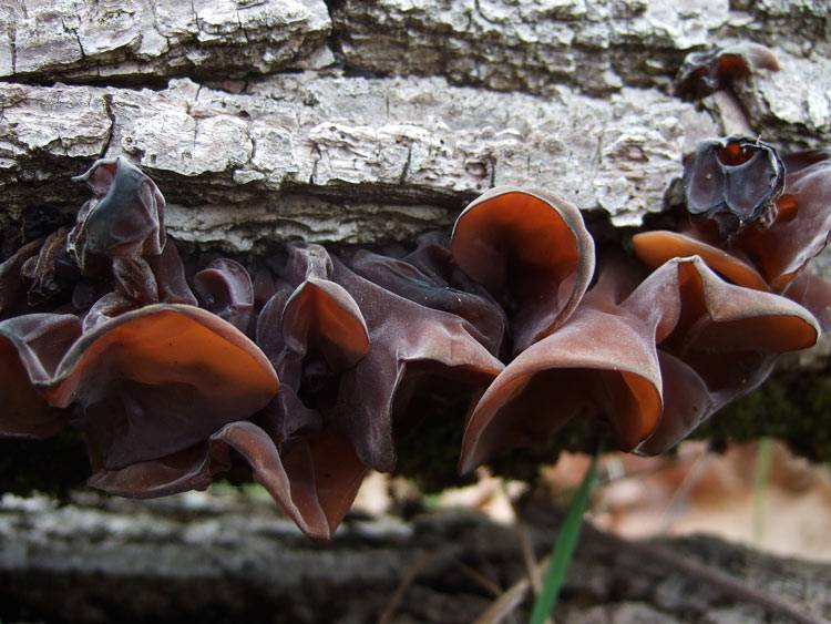 Какие существуют необычные грибы и в чем их примечательные особенности? + видео