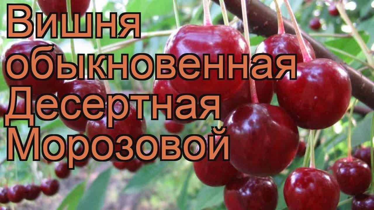 Вишня десертная Морозовой