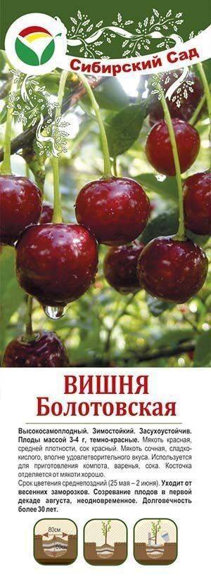 Мои сибирские вишни — самые зимостойкие виды и сорта