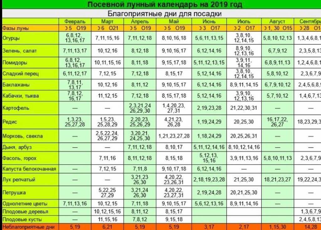 Посадка кабачков по лунному календарю