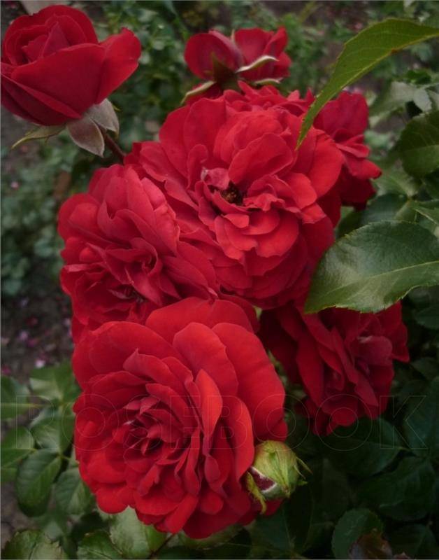 Плетистая роза амадеус: описание, фото и уход