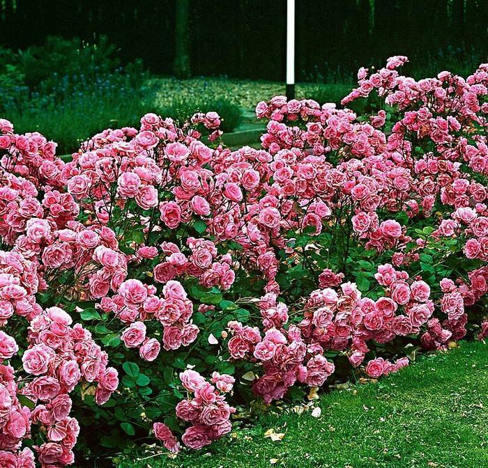 Кимоно роза флорибунда описание