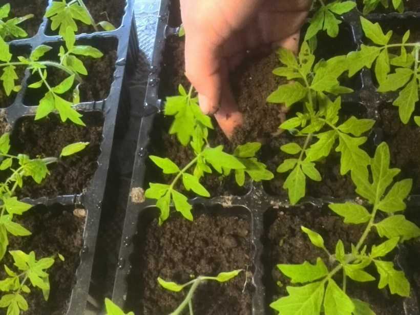 Пикировка томатов от а до я: как пикировать рассаду помидоров и ухаживать после