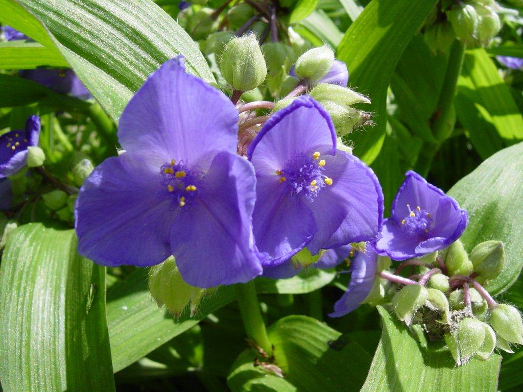 Традесканция Виргинская — прекрасный цветок