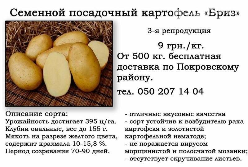 Картофель ласунок — характеристика и описание сорта, выращивание