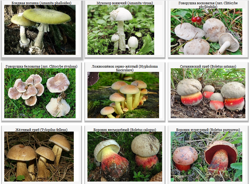 Назовите виды грибов. Несъедобные и ядовитые грибы. Съедобные грибы и несъедобные грибы названия. Съедобные грибы несъедобные грибы ядовитые. Грибы съедобные несъедобные и ядовитые Ленинградской области.