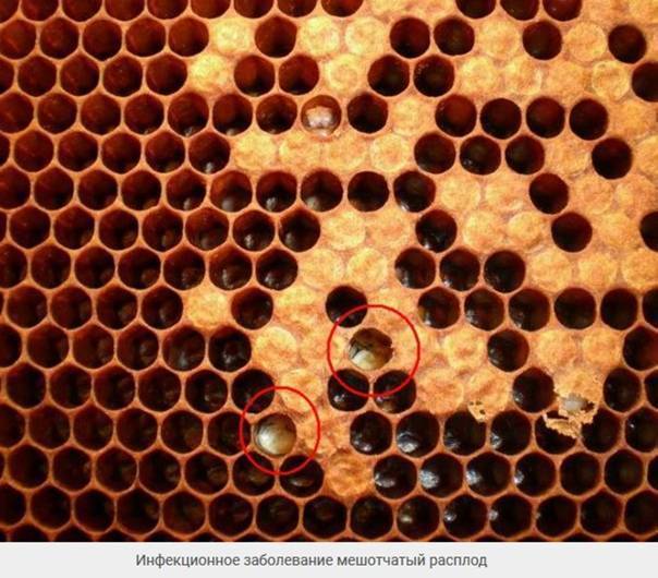 Расплод пчел: что это такое, фото, болезни и лечение