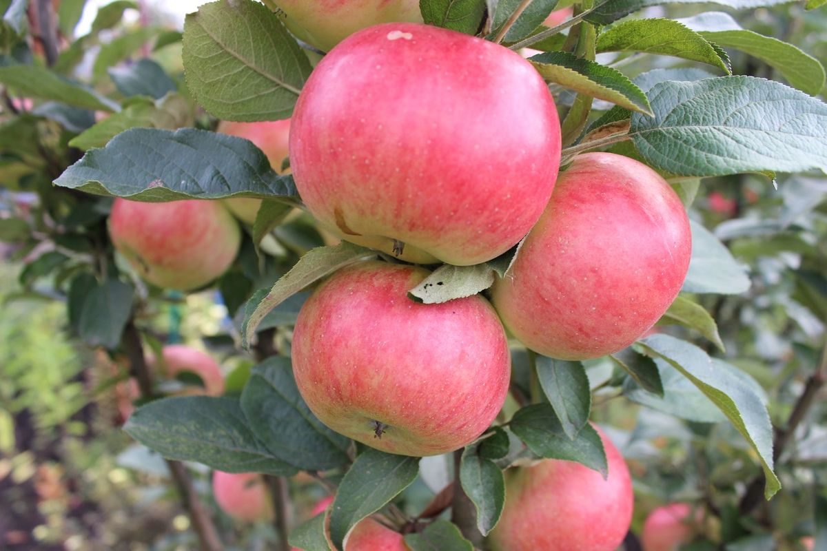 Колоновидная яблоня есения: описание сорта и характеристики, выращивание с фото