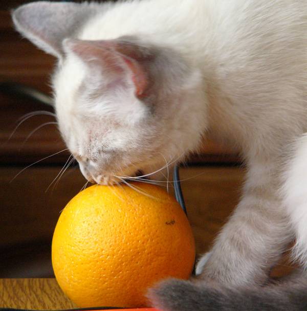 Почему коты не любят цитрусовые: запах апельсинов, мандаринов