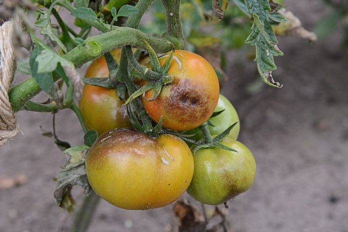 Вредители томатов в теплице + фото 