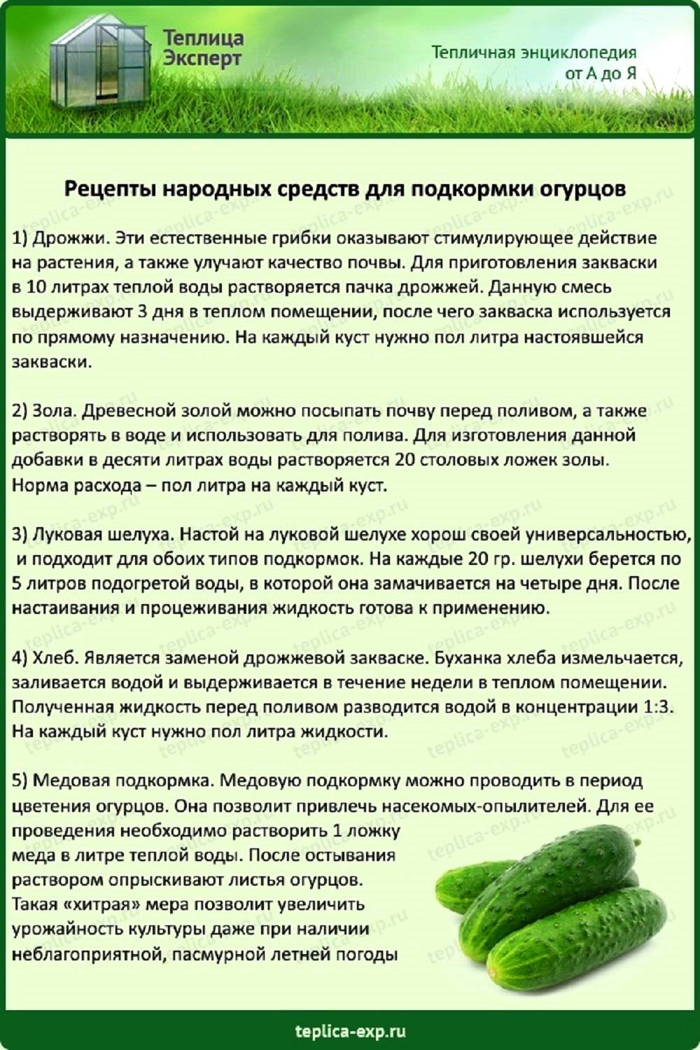 Как правильно развести дрожжи для подкормки огурцов. Подкормка огурцов. Схема подкормки огурцов в теплице. Народная подкормка огурцов. Огурцы в теплице удобрение.