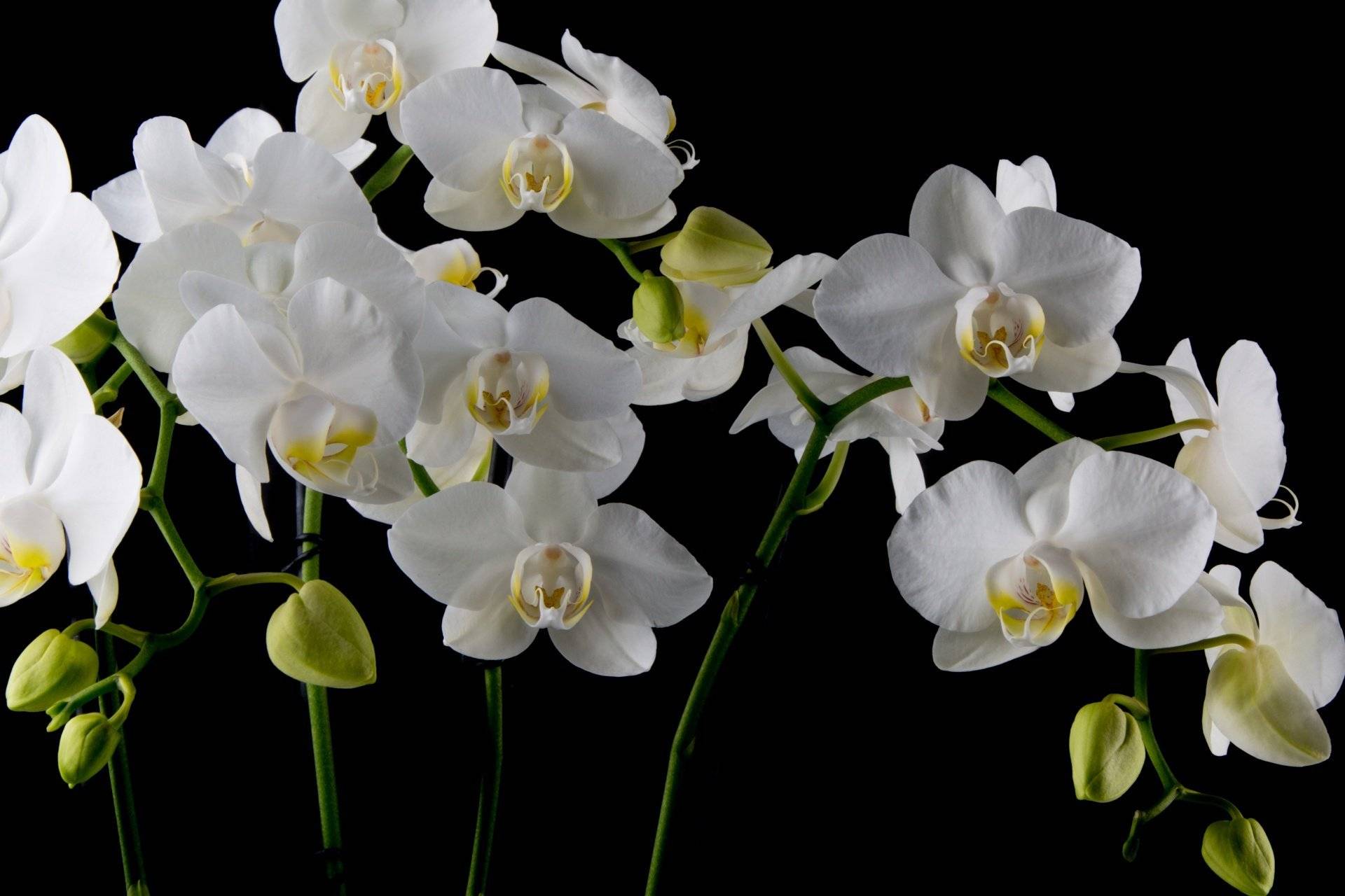 Белые орхидеи: фото фаленопсиса, названия и сорта
