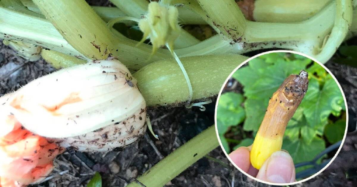 Почему гниют кабачки: как спасти растения и не потерять урожай