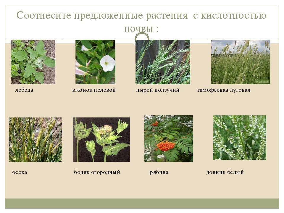 Хитрости огородника: определение типа почвы по сорнякам и диким растениям - что растет на кислой почве - сад и огород