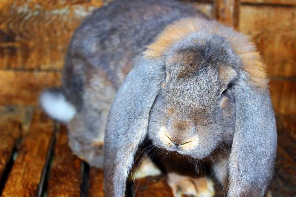 Декоративный карликовый кролик вислоухий баран: фото, описание пород