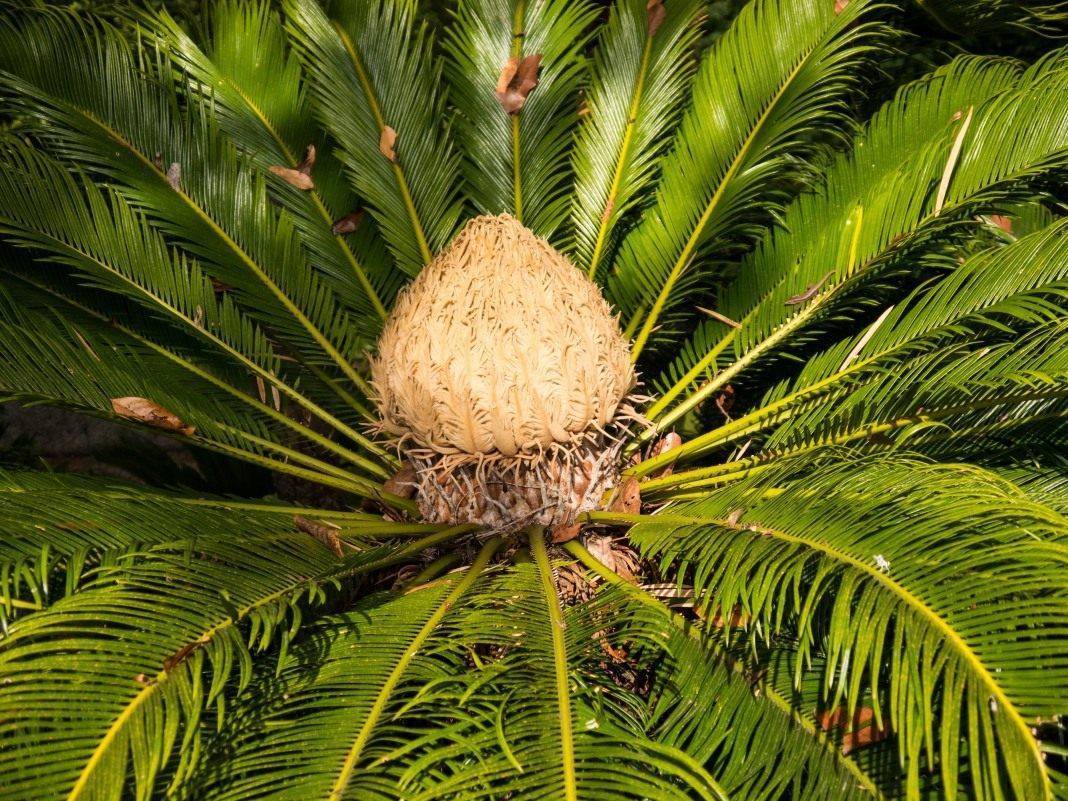 Саговниковая пальма — уход в домашних условиях