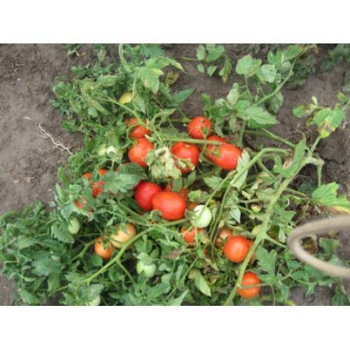 Семена томат f1 чибли: описание сорта, фото. купить с доставкой или почтой россии.