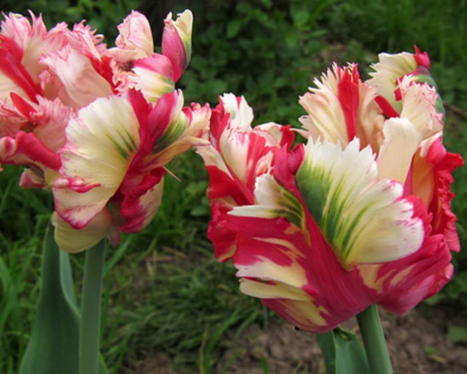 Тюльпан (tulipa). описание, виды и выращивание тюльпанов | флористика на "добро есть!"