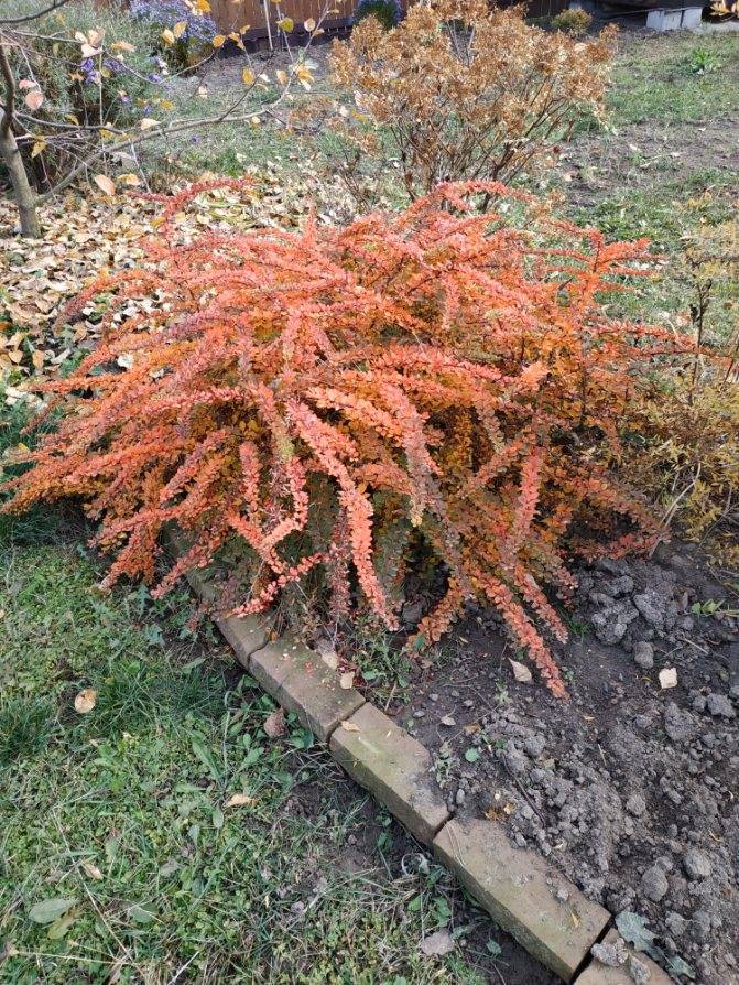 Барбарис тунберга грин карпет (berberis thunbergii 'green carpet') – лиственные кустарники буква «б»