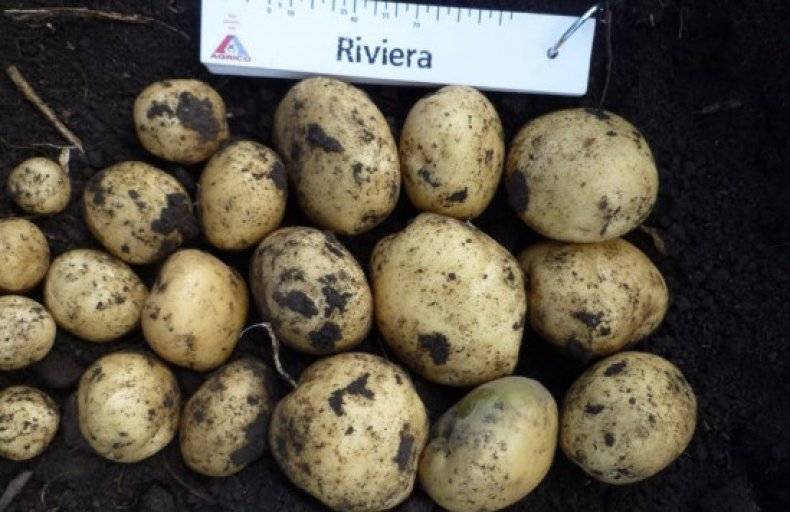 Картошка ривьера: описание сорта, характеристика, фото, отзывы