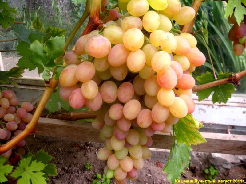 Винограда водограй, сорт винограда водограй